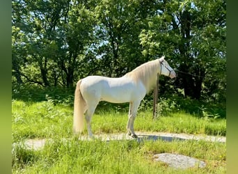 Lusitanos Mestizo, Caballo castrado, 5 años, 160 cm, Cremello