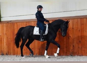 Lusitanos, Caballo castrado, 5 años, 160 cm, Negro