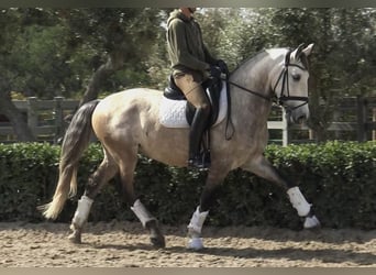 Lusitanos, Caballo castrado, 5 años, 161 cm, Tordo