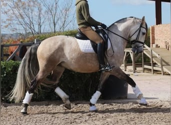 Lusitanos, Caballo castrado, 5 años, 161 cm, Tordo