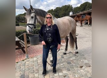 Lusitanos, Caballo castrado, 5 años, 161 cm, Tordo