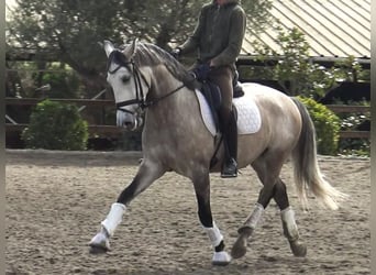 Lusitanos, Caballo castrado, 5 años, 161 cm, Tordo