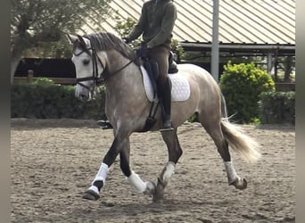 Lusitanos, Caballo castrado, 5 años, 161 cm, Tordo