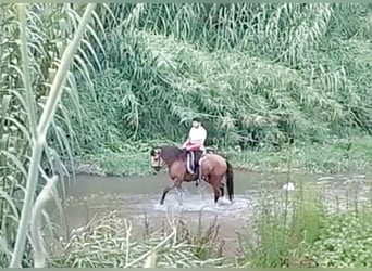 Lusitanos, Caballo castrado, 5 años, 162 cm, Bayo