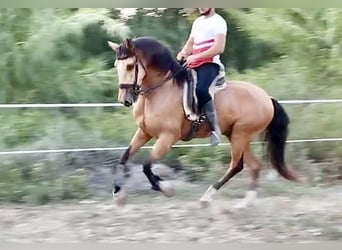 Lusitanos, Caballo castrado, 5 años, 162 cm, Bayo