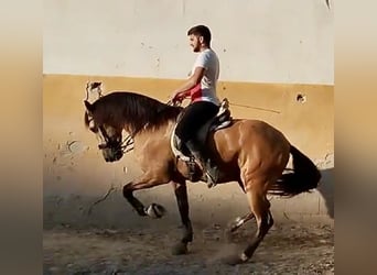 Lusitanos, Caballo castrado, 5 años, 162 cm, Bayo