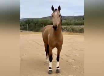 Lusitanos, Caballo castrado, 5 años, 162 cm, Bayo