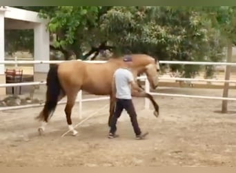 Lusitanos, Caballo castrado, 5 años, 162 cm, Bayo