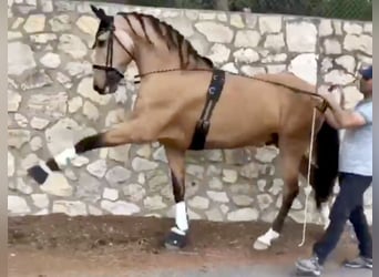 Lusitanos, Caballo castrado, 5 años, 162 cm, Bayo