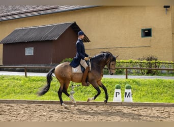 Lusitanos, Caballo castrado, 5 años, 162 cm, Buckskin/Bayo