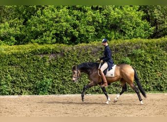 Lusitanos, Caballo castrado, 5 años, 162 cm, Buckskin/Bayo