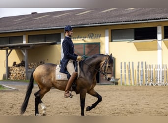 Lusitanos, Caballo castrado, 5 años, 162 cm, Buckskin/Bayo