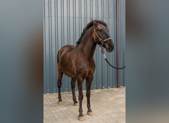 Lusitanos, Caballo castrado, 5 años, 162 cm, Negro