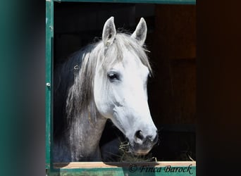 Lusitanos, Caballo castrado, 5 años, 162 cm, Tordo