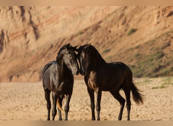 Lusitanos, Caballo castrado, 5 años, 162 cm, Tordo