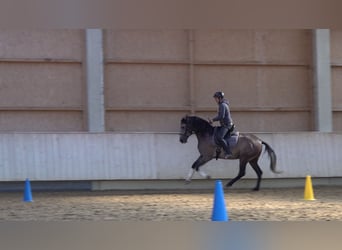 Lusitanos, Caballo castrado, 5 años, 162 cm, Tordo ruano