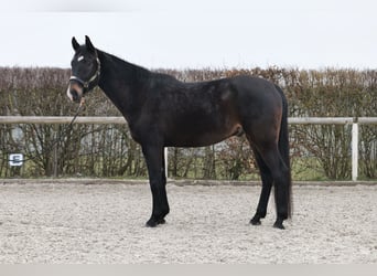 Lusitanos Mestizo, Caballo castrado, 5 años, 163 cm, Castaño oscuro