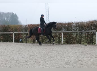 Lusitanos Mestizo, Caballo castrado, 5 años, 163 cm, Castaño oscuro