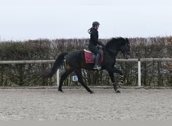 Lusitanos Mestizo, Caballo castrado, 5 años, 163 cm, Castaño oscuro