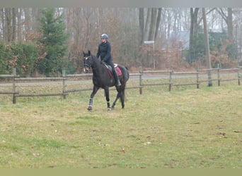 Lusitanos Mestizo, Caballo castrado, 5 años, 163 cm, Castaño oscuro