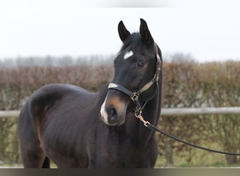 Lusitanos Mestizo, Caballo castrado, 5 años, 163 cm, Castaño oscuro