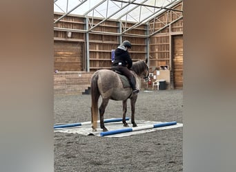 Lusitanos Mestizo, Caballo castrado, 5 años, 163 cm, Tordo