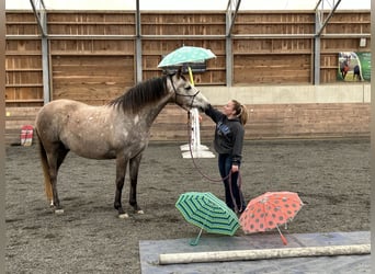 Lusitanos Mestizo, Caballo castrado, 5 años, 163 cm, Tordo