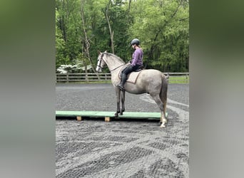 Lusitanos Mestizo, Caballo castrado, 5 años, 163 cm, Tordo