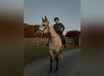 Lusitanos Mestizo, Caballo castrado, 5 años, 163 cm, Tordo