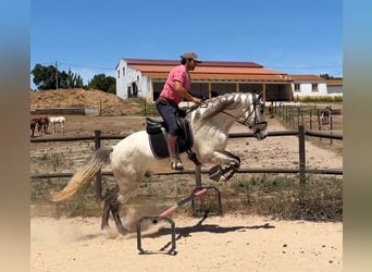 Lusitanos Mestizo, Caballo castrado, 5 años, 163 cm, Tordo