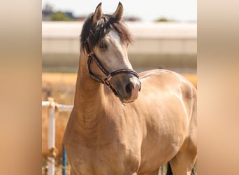 Lusitanos, Caballo castrado, 5 años, 164 cm, Bayo