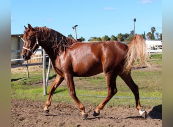 Lusitanos Mestizo, Caballo castrado, 5 años, 165 cm, Alazán