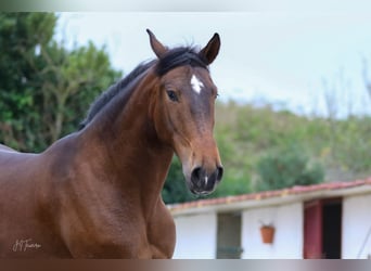 Lusitanos, Caballo castrado, 5 años, 165 cm, Castaño