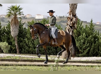 Lusitanos, Caballo castrado, 5 años, 165 cm, Castaño