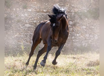 Lusitanos, Caballo castrado, 5 años, 165 cm, Castaño