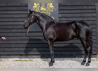 Lusitanos, Caballo castrado, 5 años, 165 cm, Negro