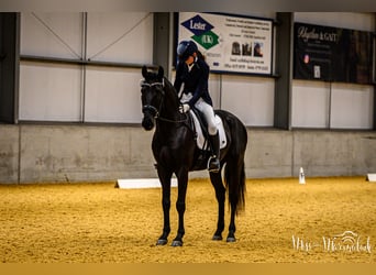 Lusitanos, Caballo castrado, 5 años, 165 cm, Negro