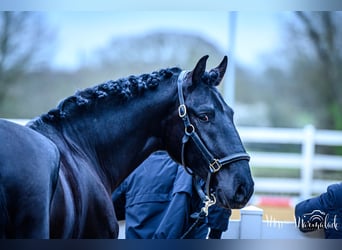 Lusitanos, Caballo castrado, 5 años, 165 cm, Negro
