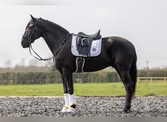 Lusitanos, Caballo castrado, 5 años, 165 cm, Negro