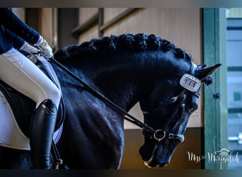 Lusitanos, Caballo castrado, 5 años, 165 cm, Negro