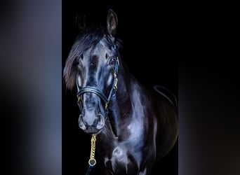 Lusitanos, Caballo castrado, 5 años, 165 cm, Negro