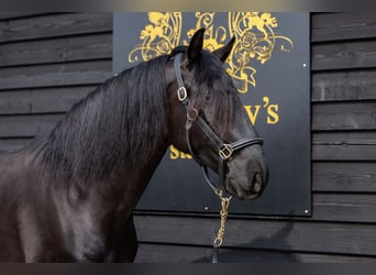 Lusitanos, Caballo castrado, 5 años, 165 cm, Negro