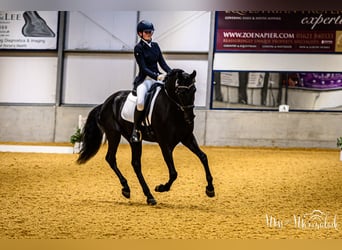 Lusitanos, Caballo castrado, 5 años, 165 cm, Negro