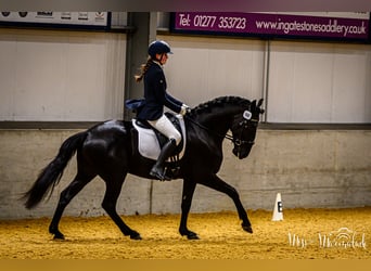 Lusitanos, Caballo castrado, 5 años, 165 cm, Negro