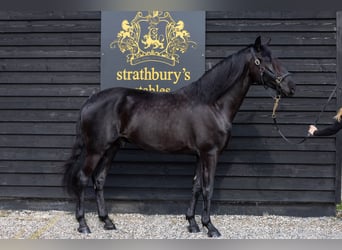 Lusitanos, Caballo castrado, 5 años, 165 cm, Negro