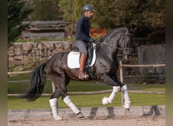 Lusitanos, Caballo castrado, 5 años, 165 cm, Negro