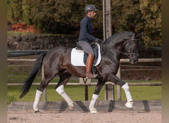 Lusitanos, Caballo castrado, 5 años, 165 cm, Negro