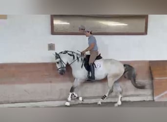 Lusitanos, Caballo castrado, 5 años, 165 cm, Tordo
