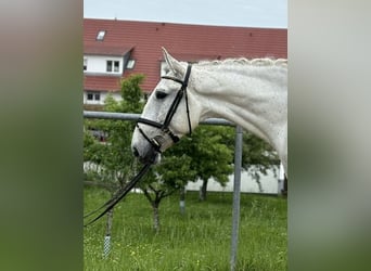 Lusitanos, Caballo castrado, 5 años, 165 cm, Tordo picazo