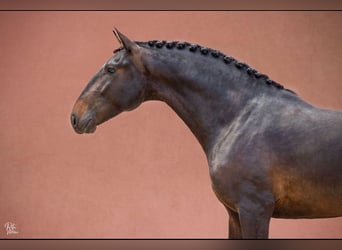 Lusitanos, Caballo castrado, 5 años, 166 cm, Castaño oscuro